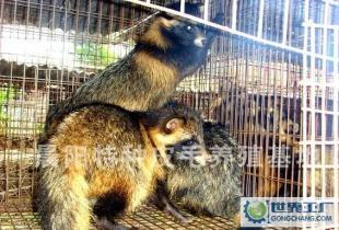 皮草产业新机遇 优质貉子皮批发与皮衣批发的市场解析